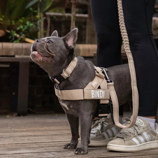 Kit pour amoureux des chiens