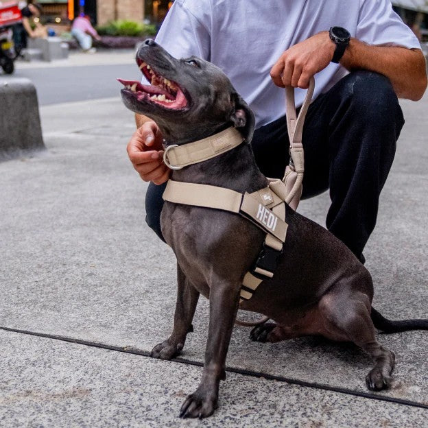 Kit pour amoureux des chiens