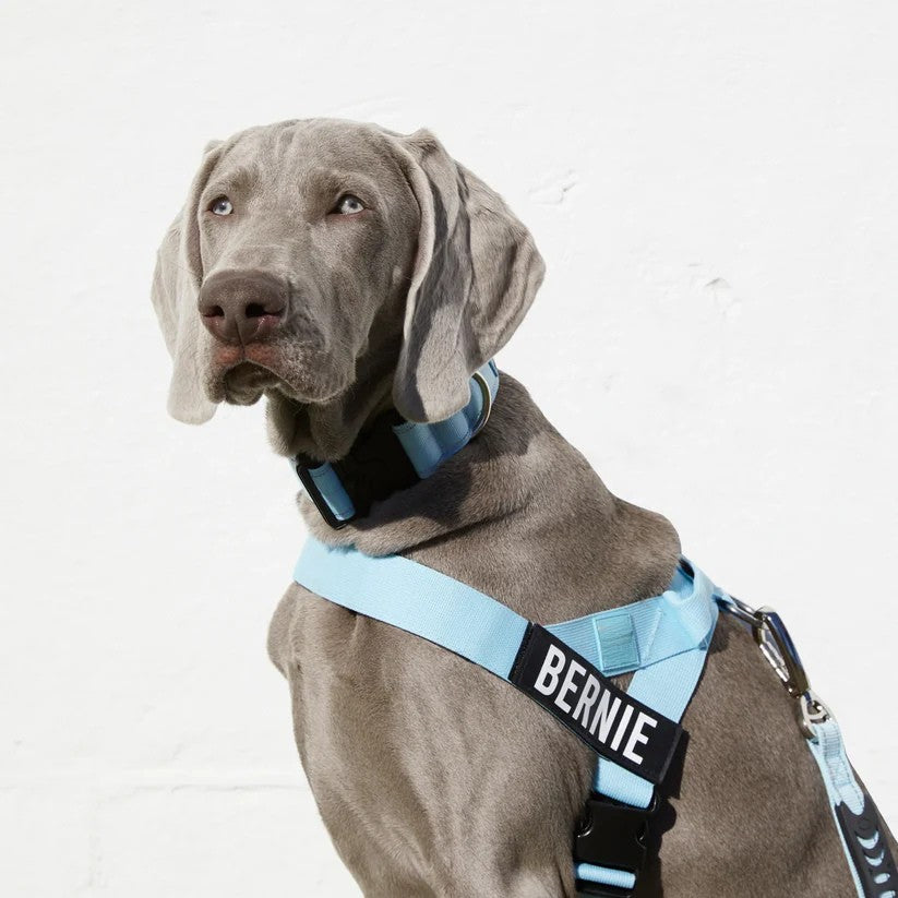 Kit pour amoureux des chiens